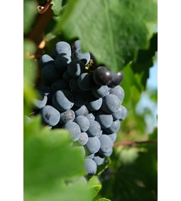 Mindenki szereti: a Cabernet sauvignon