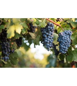 Syrah és Shiraz