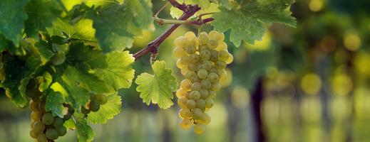 Sauvignon blanc szőlő az etyeki borvidékről