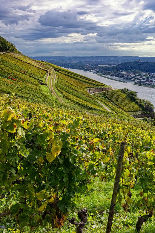 Rajnai rizling ültetvény, Mosel, Németország